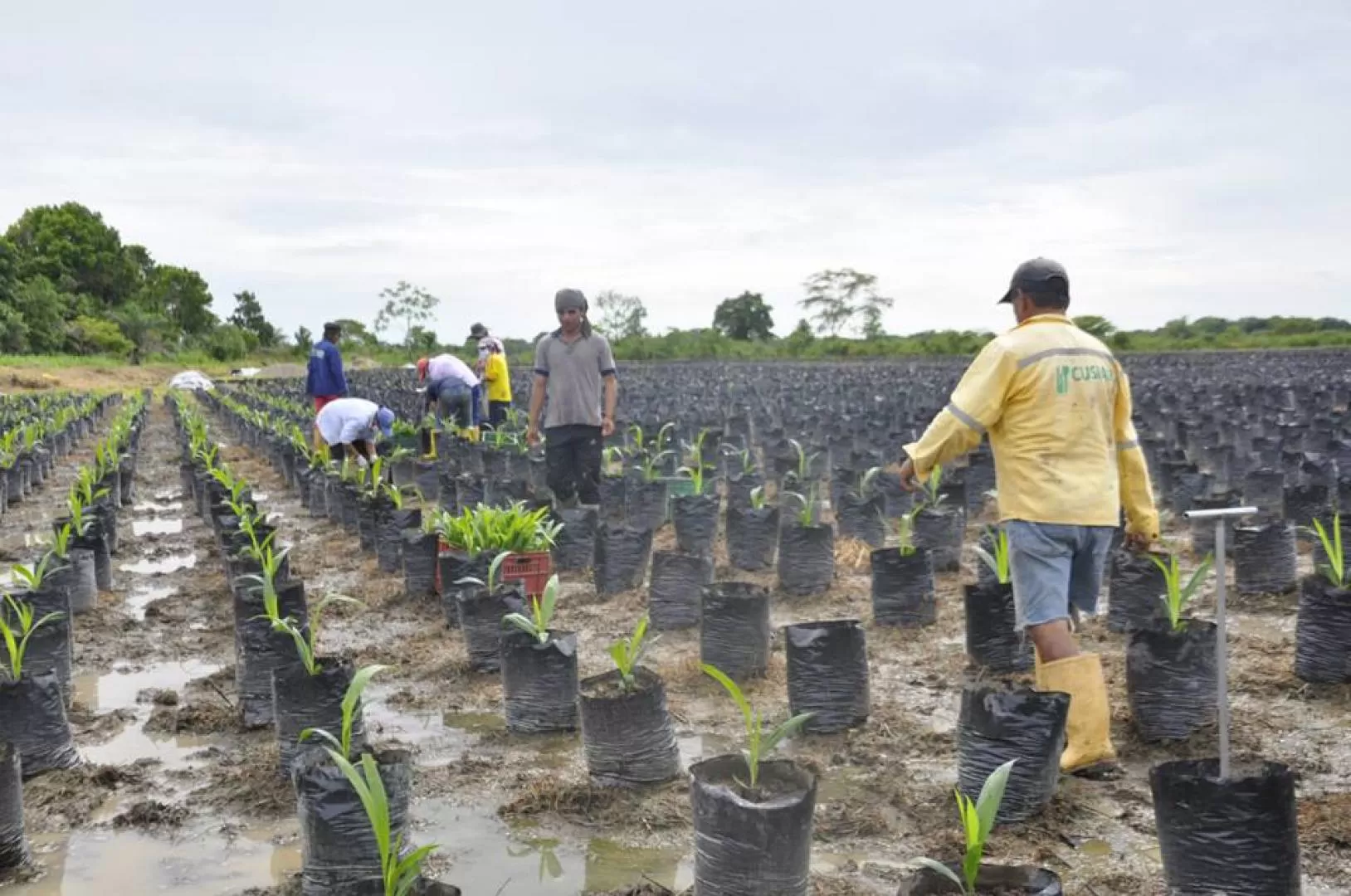 Los beneficiarios recibirán material vegetal para abonar 10 hectáreas.