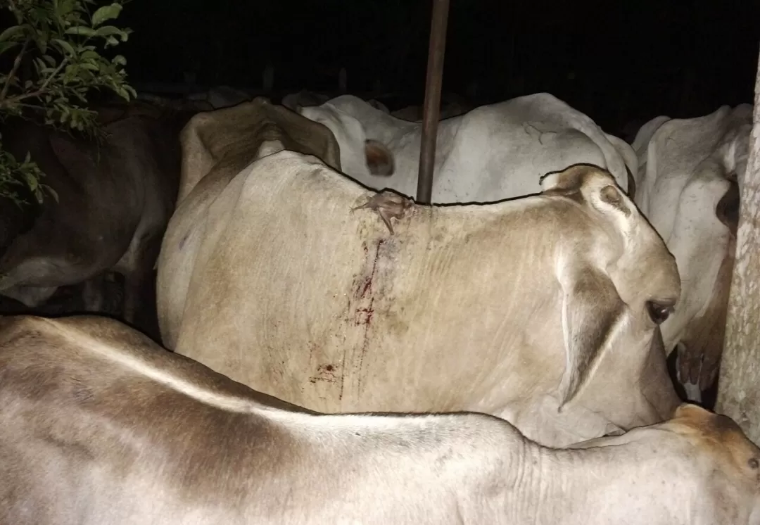 Con la captura de 792 murciélagos hematófagos, buscar evitar que se propaguen enfermedades zoonóticas como la rabia en Casanare.