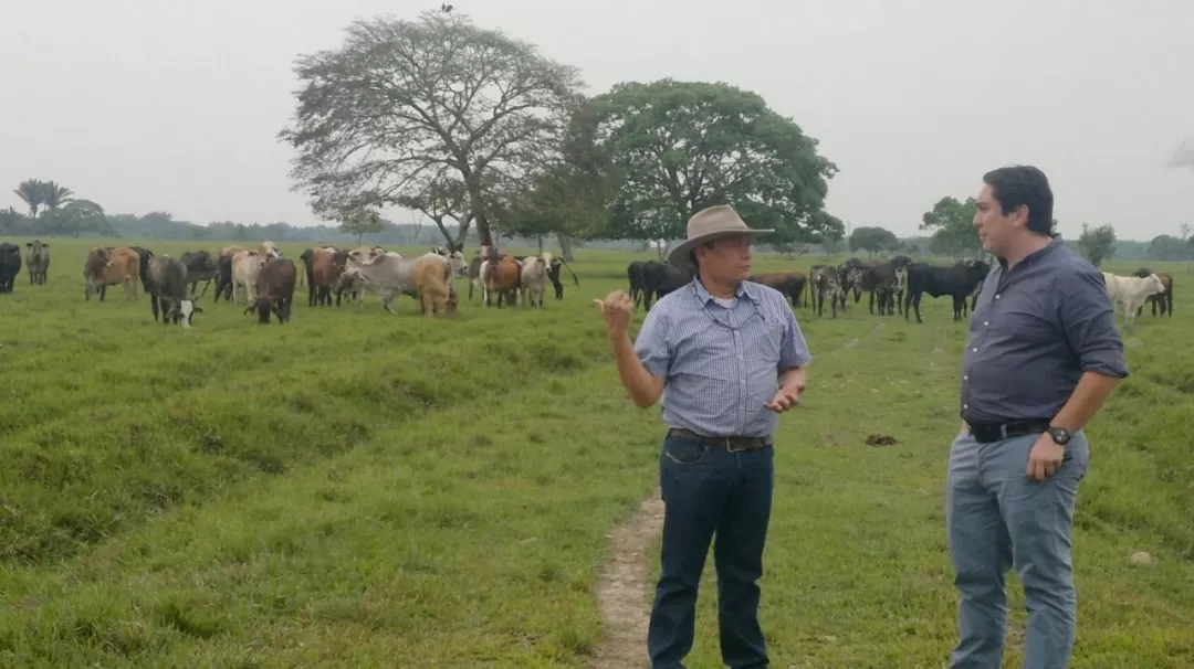 Con un proyecto denominado Mejoramiento Genético, buscan mejorar la raza bovina en el Departamento de Casanare