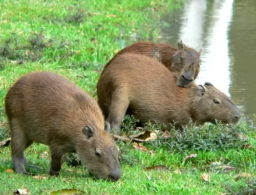 <em>Chuigüiro o Capibara. (Hydrochoerus hydrochaeris)</em>