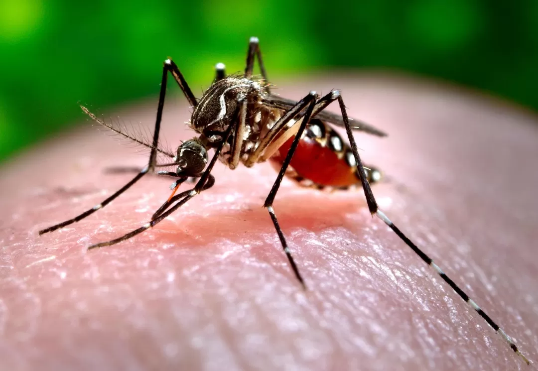 Se inicia Semana de Prevención del Chikungunya en Villavicencio.