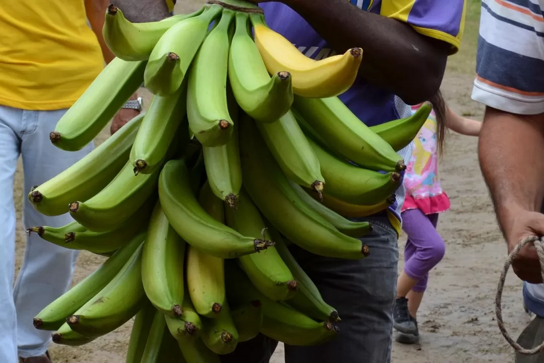Con un proceso de extracción de fibras y elaboración de artesanías a partir de los residuos de la cosecha del plátano, mujeres del departamento de Arauca mejoran sus ingresos económicos.