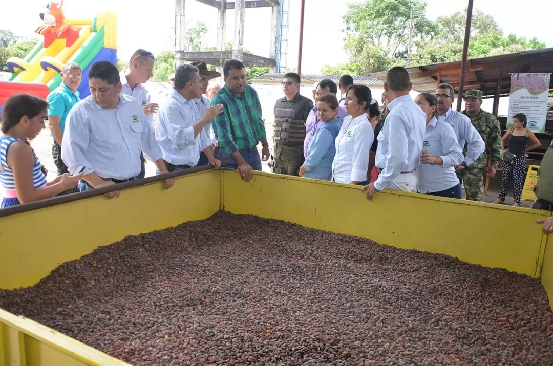 Más de 5 mil millones de pesos ha invertido el gobernación de Arauca en sector cacaotero del departamento.