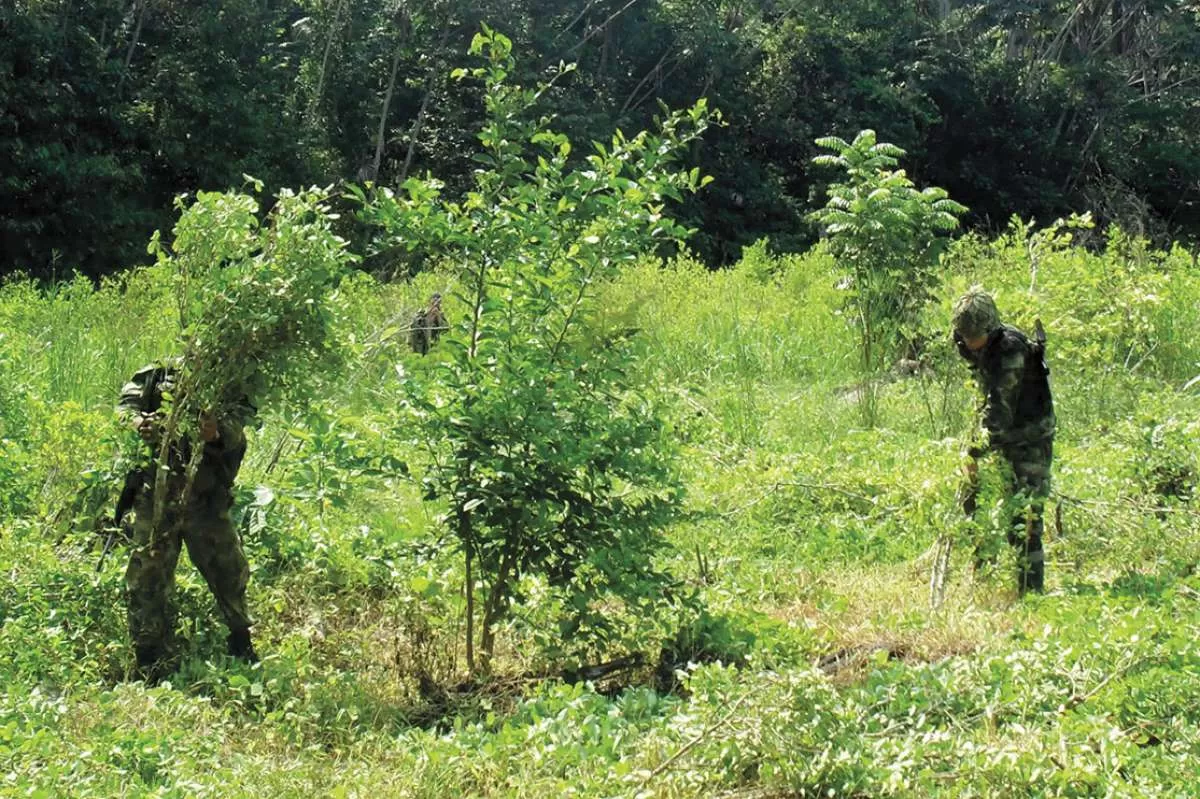 Más de 27 mil matas de coca fueron erradicadas en Uribe, Meta.