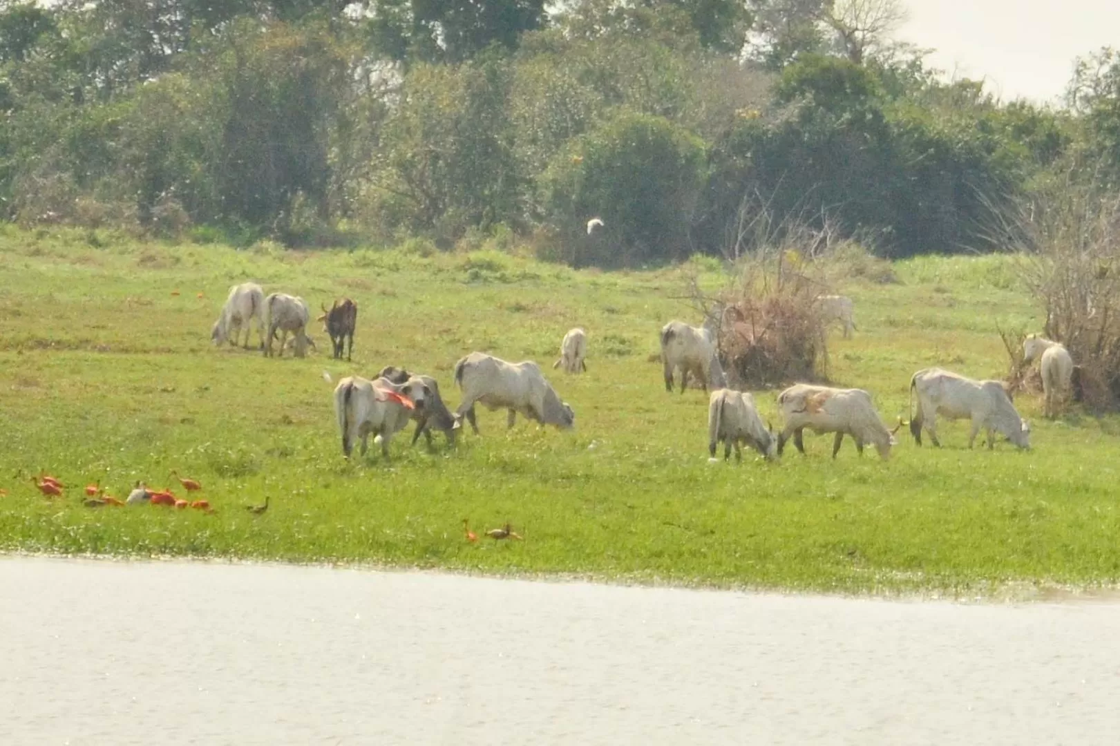 Predios ganaderos que provean a comercializadores de leche cruda para consumo humano, deben certificarse como productores libres de brucelosis y tuberculosis bovina.