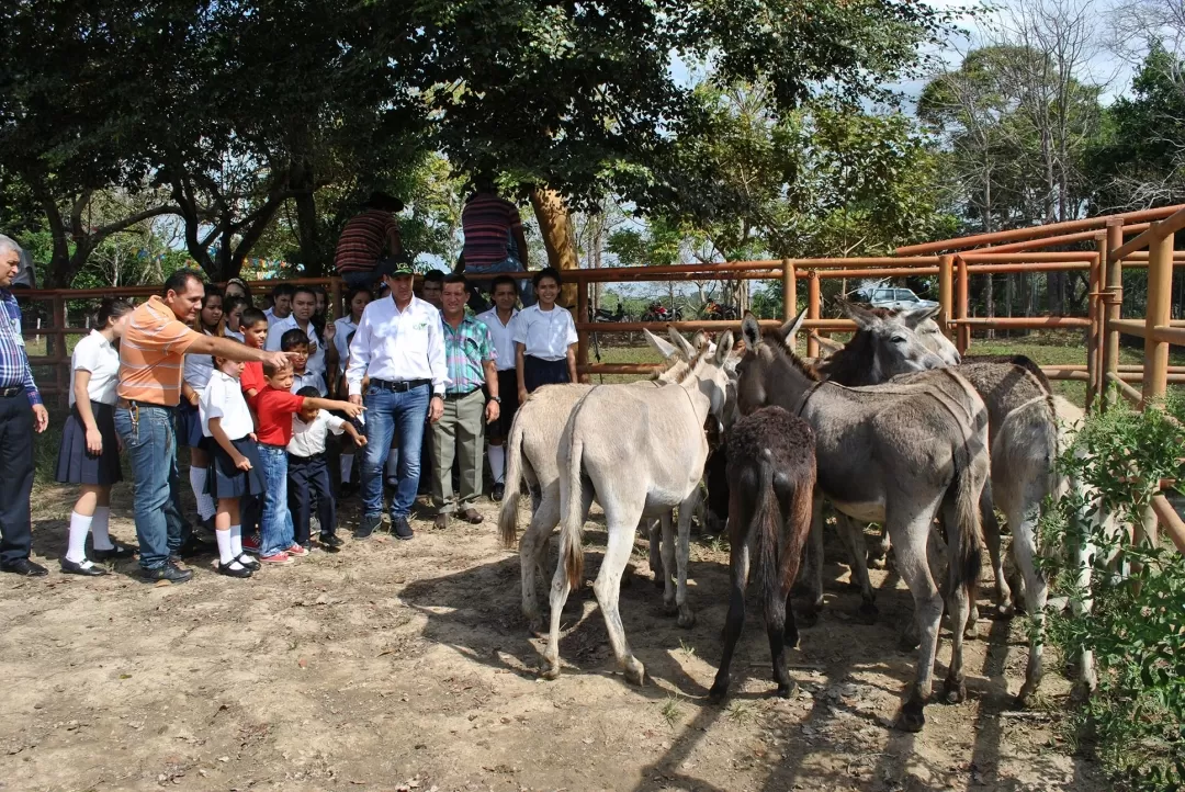 Al municipio de Puerto Rondón se le entregaron 25 équidos (asnos y mulas), los cuáles serán distribuidos en cinco escuelas rurales para el transporte de los niños.