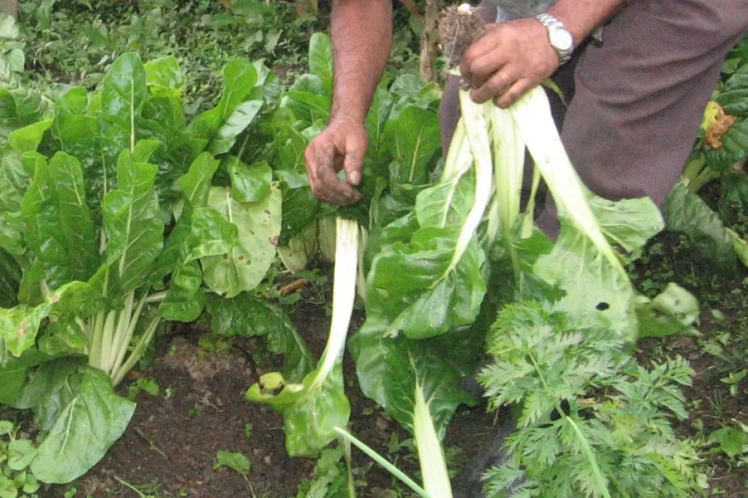 Más de 80 familias de Arauca tendrán asegurada su alimentación, gracias a la implementación de huertas caseras.