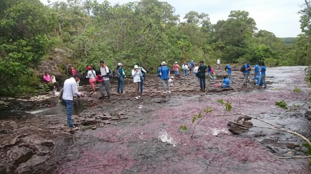 257 personas de escasos recursos del municipio de la Macarena, Meta, cumplieron su sueño de conocer caño cristales.
