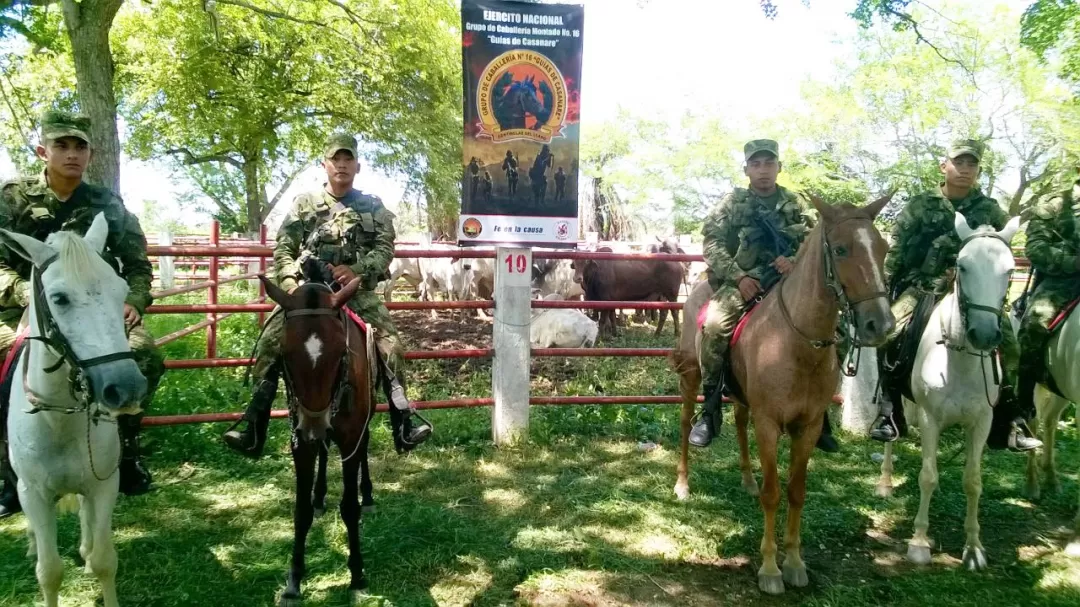 Ganado robado en Hato Corozal, Casanare, fue recuperado por el Ejército en veredas de Paz de Ariporo y Sacama.