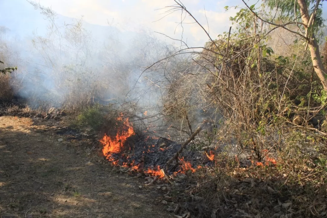 El incendio a afectado mas de trescientos arboles del parque.