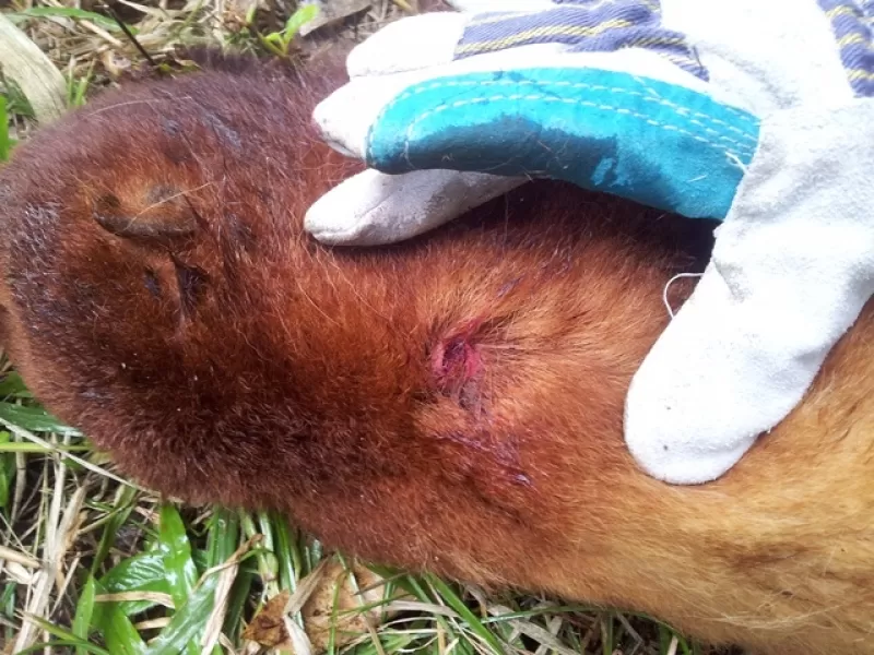 El mono aullador de Género Alouatta, especie seniculus, permaneció durante varias horas heridos y no recibió ayuda de las autoridades.