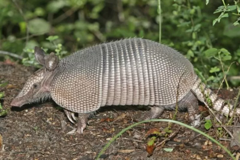 Seis especies de armadillo existen en Colombia, cinco están en los Llanos Orientales, por eso la necesidad de comprometerse y evitar minimizar los riesgos de amenaza de la vida del armadillo en la región.
