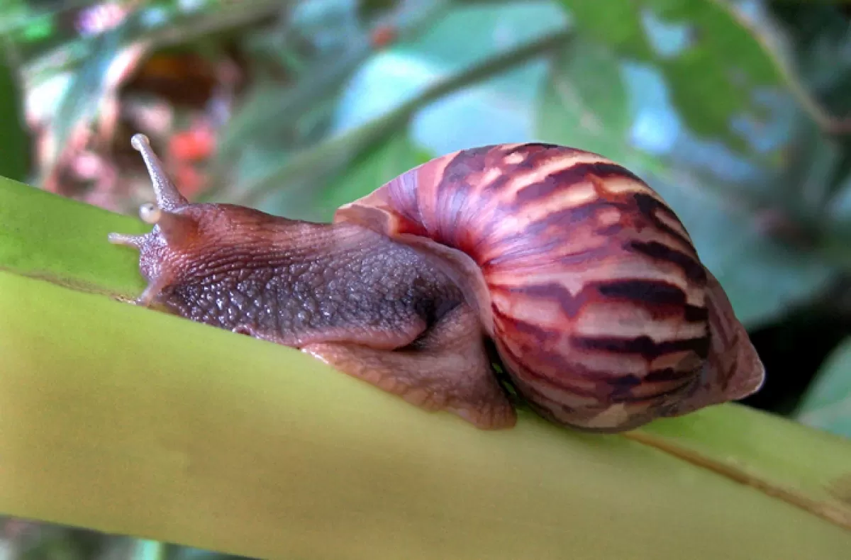 Casi doscientos kilos de caracol gigante africano recogieron en San Martín, Meta, en campaña para disminuir la población del molusco en esa localidad llanera.