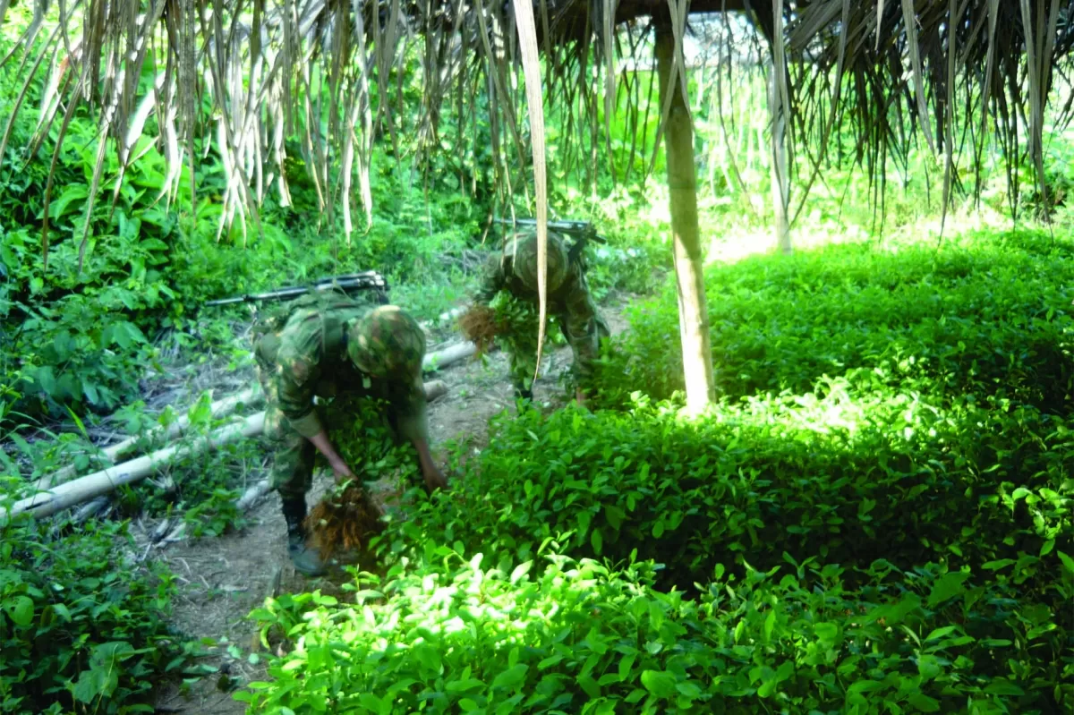 La Fuerza De Tarea Conjunta Omega destruyó 13 hectáreas de coca y 328 galones de insumos líquidos, en Vistahermosa, departamento del Meta.