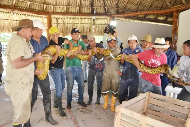 Un güio negro que habitaba en el Parque Agroecológico Merecure fue recuperado por Cormacarena, en el Meta.