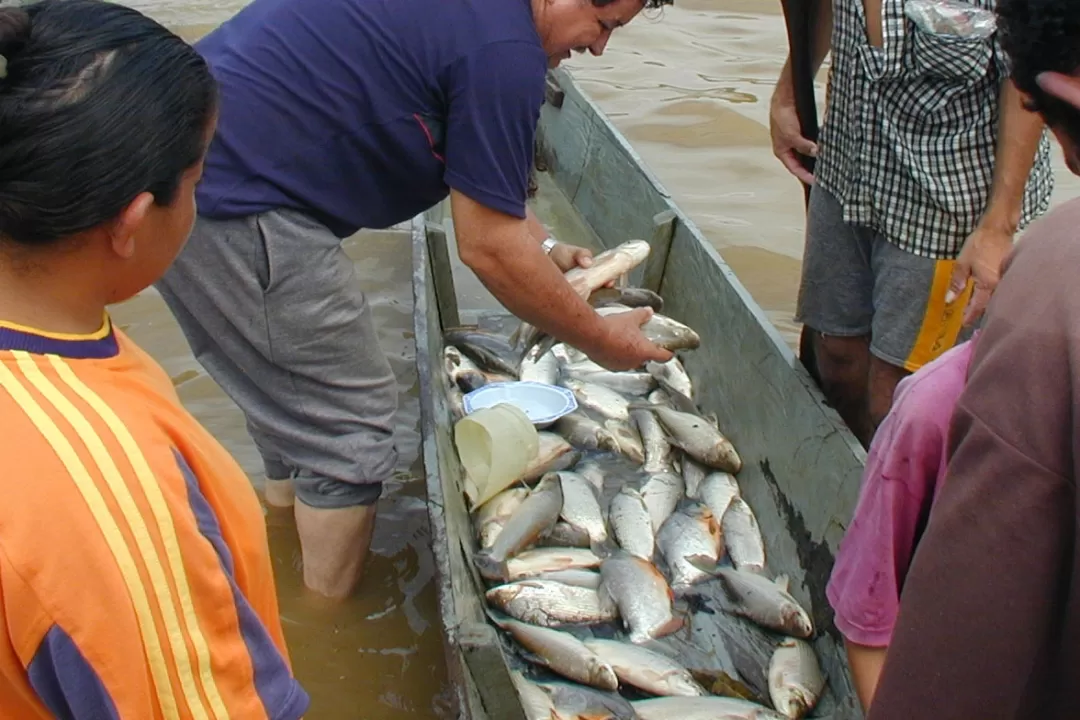 La Autoridad Nacional de Acuicultura y Pesca AUNAP anunció que desde el 1 de Mayo y el 30 de Junio habrá veda de pescado en la Orinoquia colombiana.