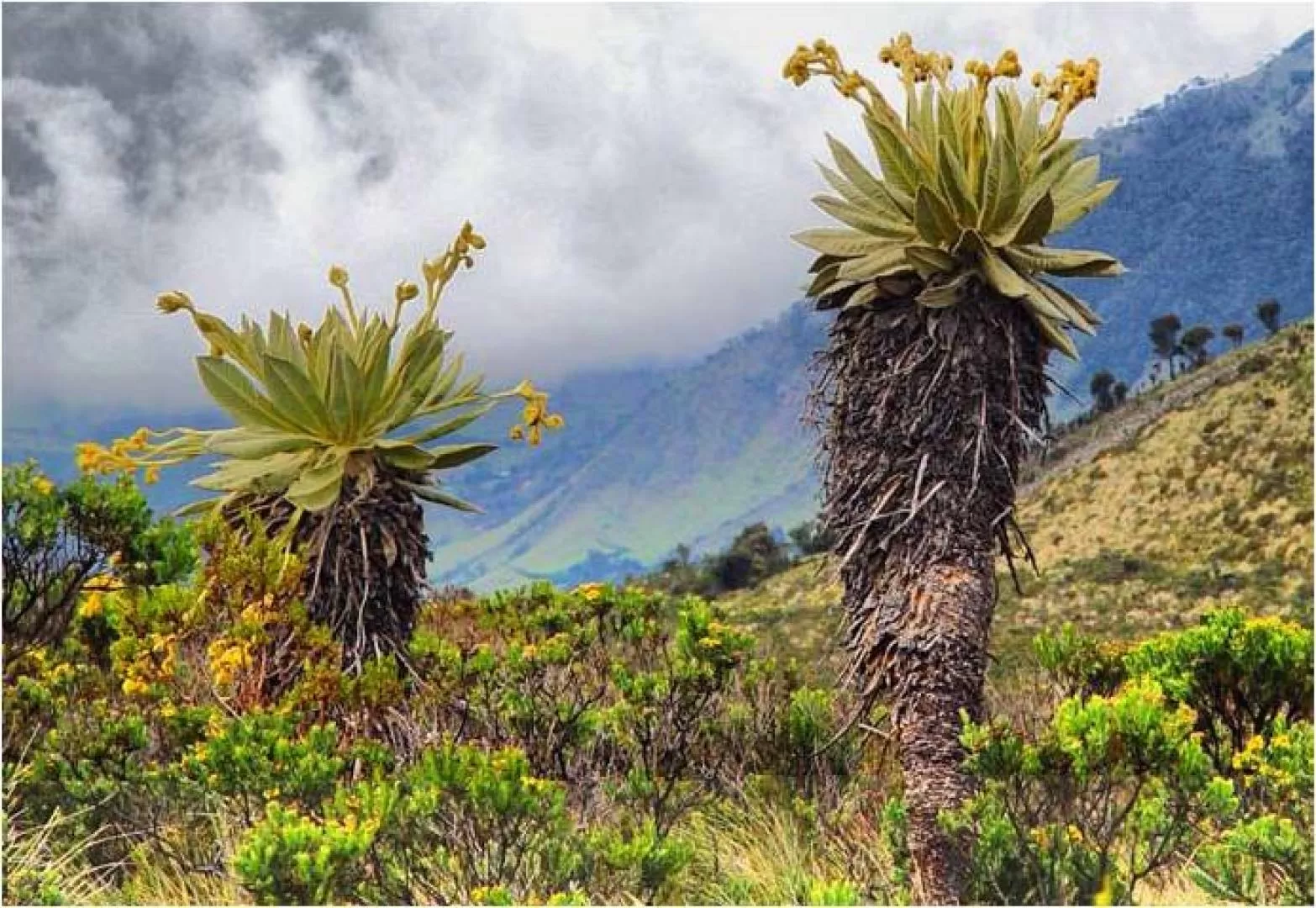 Evaluaron el avance del proceso que se adelanta para la delimitación de los complejos páramos del Corredor de Ecosistemas Estratégicos de la Región Central de la Cordillera Oriental