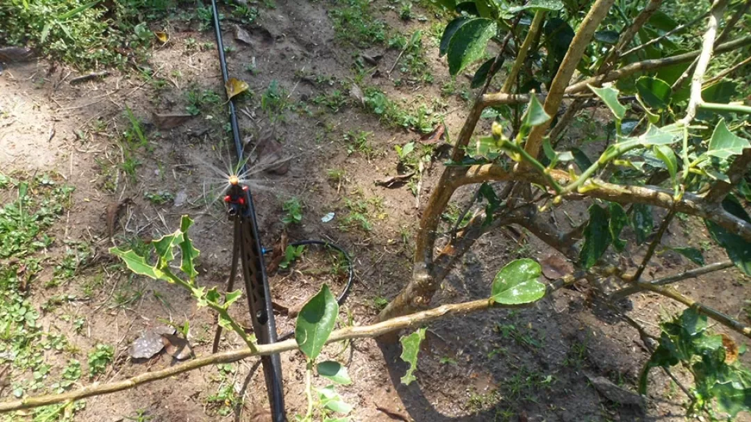 La novedosa tecnología que permitirá regar 1.800 frutales y cítricos cultivados en un área de 5,5 hectáreas, en el municipio de Saravena.