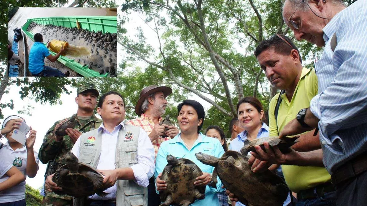 En el municipio de Orocué fueron liberadas 1300 tortugas para repoblar diferentes caños y ríos en Casanare y Vichada.