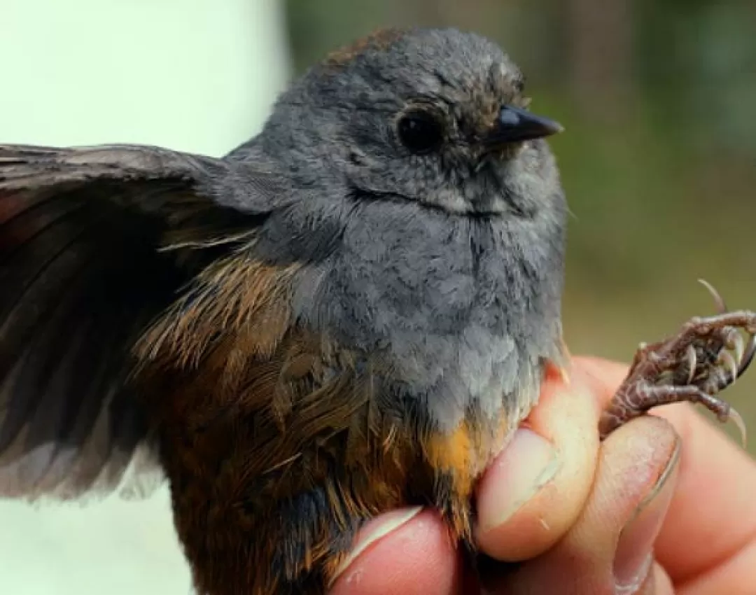 Jorge Avendaño, director del Museo de Historia Natural de Unillanos, es el autor senior del artículo sobre la nueva especie publicado en The Auk (Avances Ornitológicos).