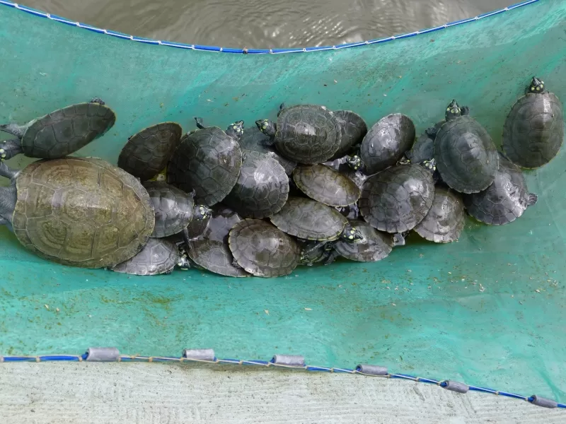 250 tortugas tortugas charapa y terecay se liberarán en el río Meta, luego de su incubación en la reserva La Pedregoza en Puerto Carreño y en el Parque Wisirare en Orocué.