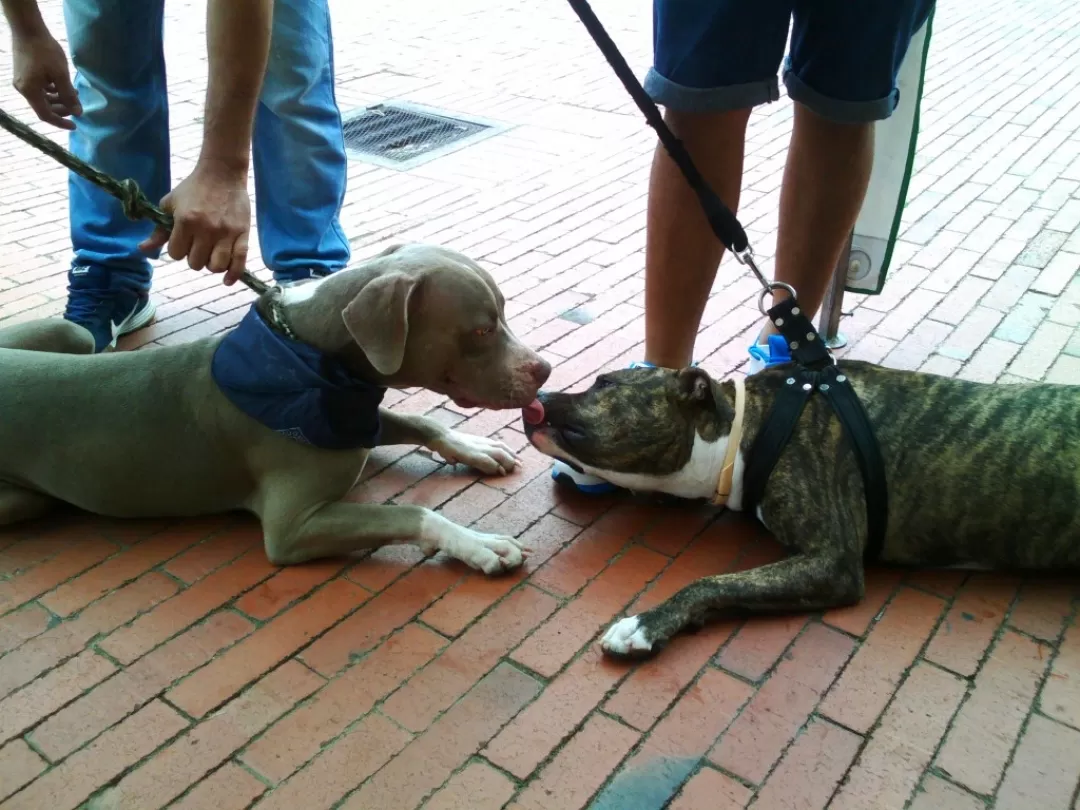 Alcaldía de Yopal registro y censo ejemplares de razas caninas consideradas potencialmente peligrosas, de acuerdo a lo preceptuado en la Ley 746 del 2002 y el Acuerdo Municipal 05 del 2013.