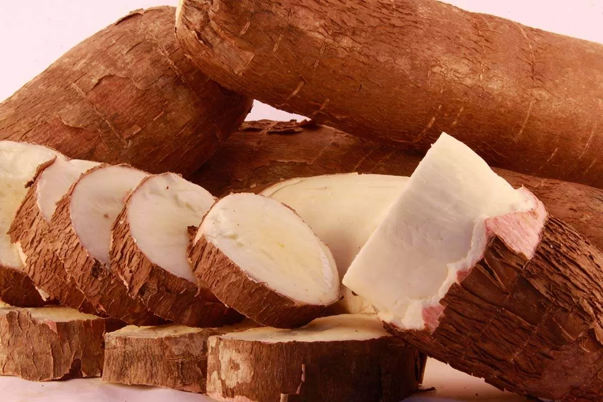 Con investigación en variedad de yuca para proyecto agroindustrial en Aguazul buscan poner en marcha planta de procesamiento.