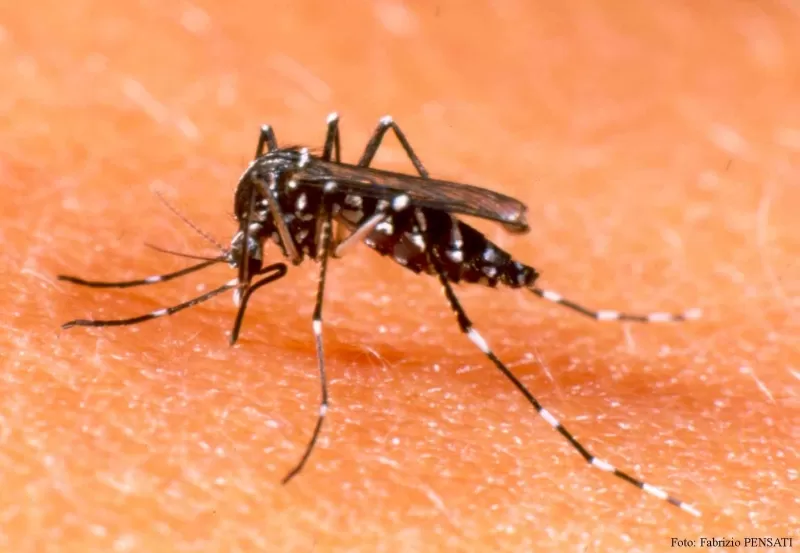 Ante el aumento de casos durante las últimas semanas, la secretaria de Salud departamental declaró la alerta por brote de dengue en cuatro municipios del Meta