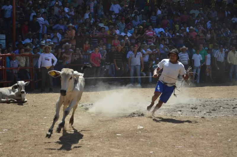 Prueba de tumbar la novilla.
