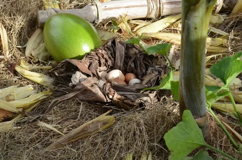 Los huevos el conuco.