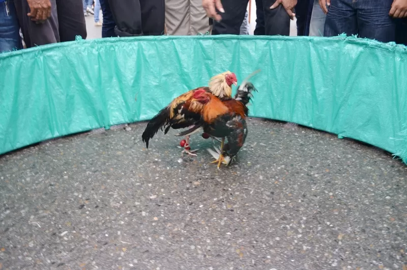 Jugando gallos