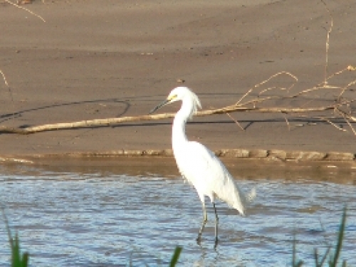 Garzas