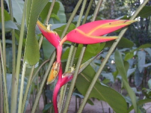 La flora de Caño Limón