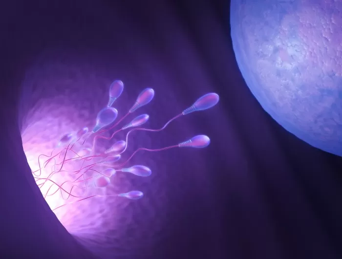 El secreto de los espermatozoides para ingresar al  óvulo está en su ritmo revelan científicos.