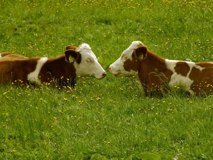 El genio informático Bill Gates anunció su nuevo proyecto: crear una "super vaca" para ayudar a los que más lo necesitan.