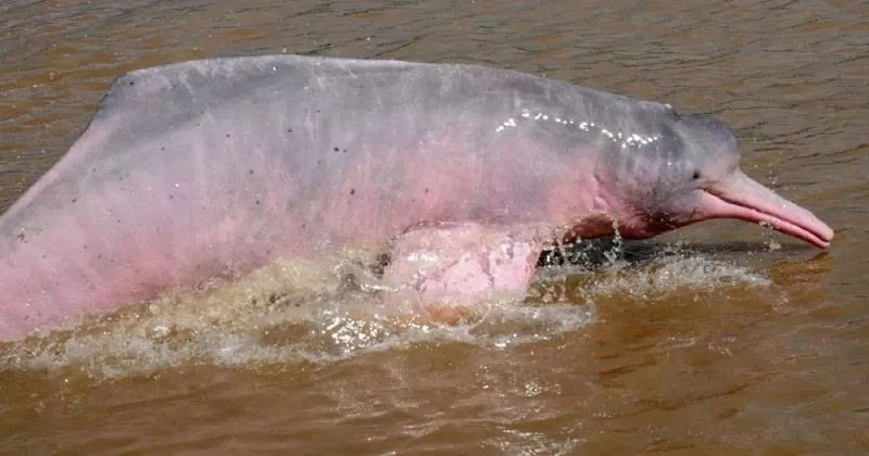 El delfín rosado del Amazonas es uno de los animales más interesantes y hermosos que encontrarás en libertad, ahora en peligro de extinción.