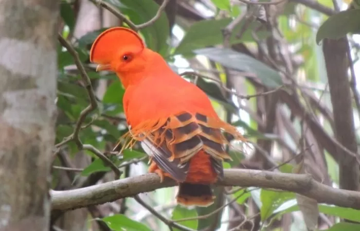 Abierta convocatoria para realizar guía fotográfica de aves del Parque El Tuparro. La primera edición de la guía con enfoque social tendrá el registro de aproximadamente ciento cincuenta aves.