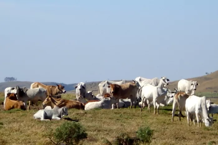 La ganadería es un reglón muy importante en la economía del departamento de Arauca.