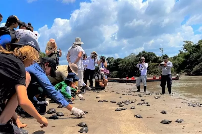 Cuatrocientas cincuntas tortugas terecay fueron liberadas en La Macarena