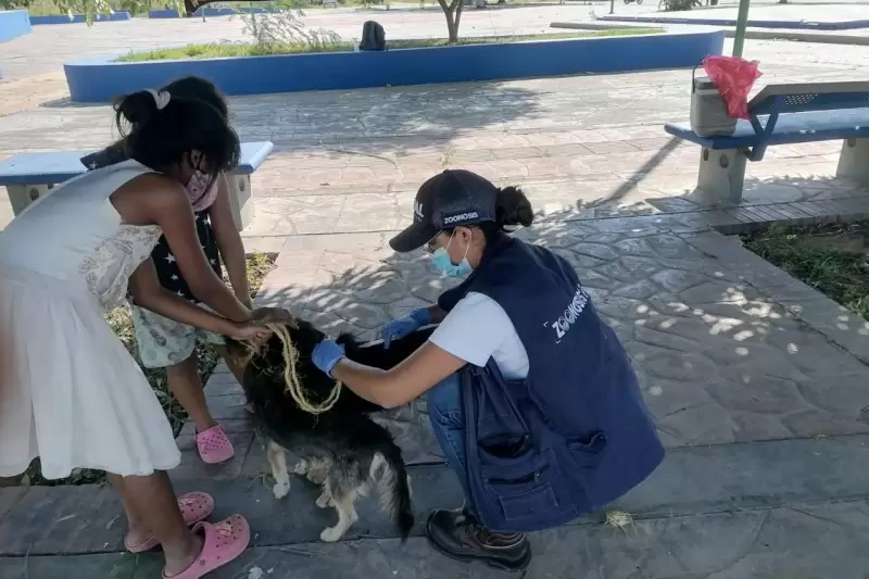 La actividad fue liderada por la Secretaría de Salud Municipal, a través de la línea de Zoonosis, donde fueron vacunados un total de 250 animales.