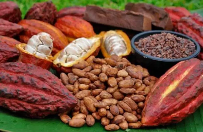 El cacao araucano ha sido calificado como uno de los mejores del mundo.