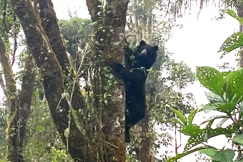 Un Oso de Anteojos fue fotografiado por habitantes del municipio de El Calvario, Meta.