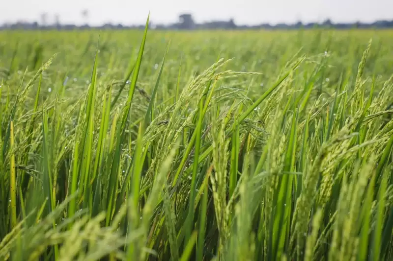 Se están llevando a cabo ensayos de cruzamientos genéticos con diferentes variedades de arroz.