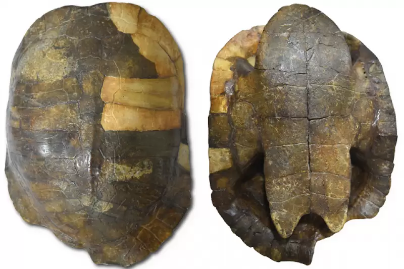 Fósil de la tortuga acuática descubierta en Colombia. Es el registro más antiguo de esta especie hasta ahora conocido en el país.