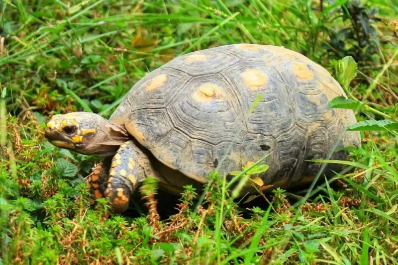 Morrocoy hacía parte de los 43 animales liberados en el parque Merecure de Villavicencio