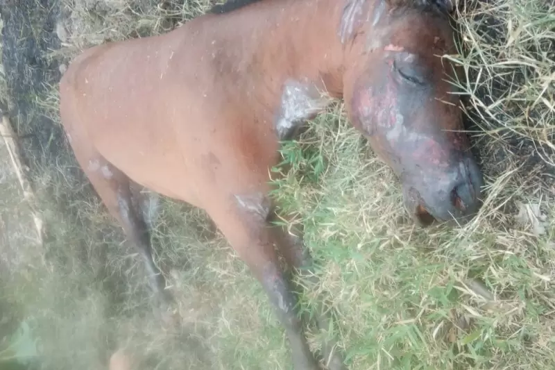 Ocasionó la muerte de una yegua en el municipio de Arauca.