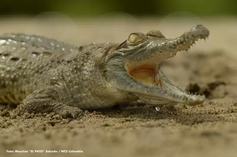 El Caimán Llanero (Crocodylus intermedius) habita exclusivamente en tierras bajas de la cuenca del Orinoco.