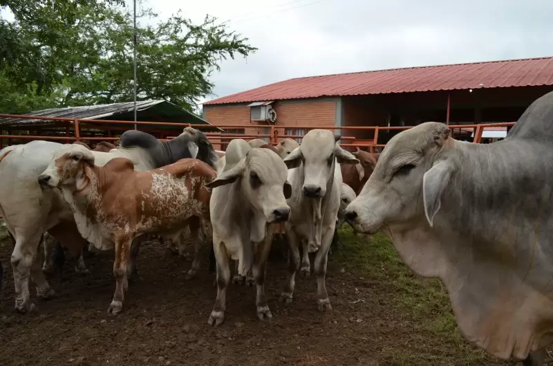  A partir de finales de julio, Tame, un punto estratégico para la ganadería en Arauca, celebrará subastas ganaderas.