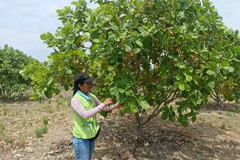 ICA inspecciona cultivos de marañón y caña en Vichada en esfuerzos por el control de plagas y enfermedades