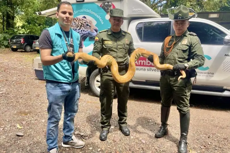 Rescatan una Anaconda Verde Albina en el Barrio Trece de Mayo, Villavicencio